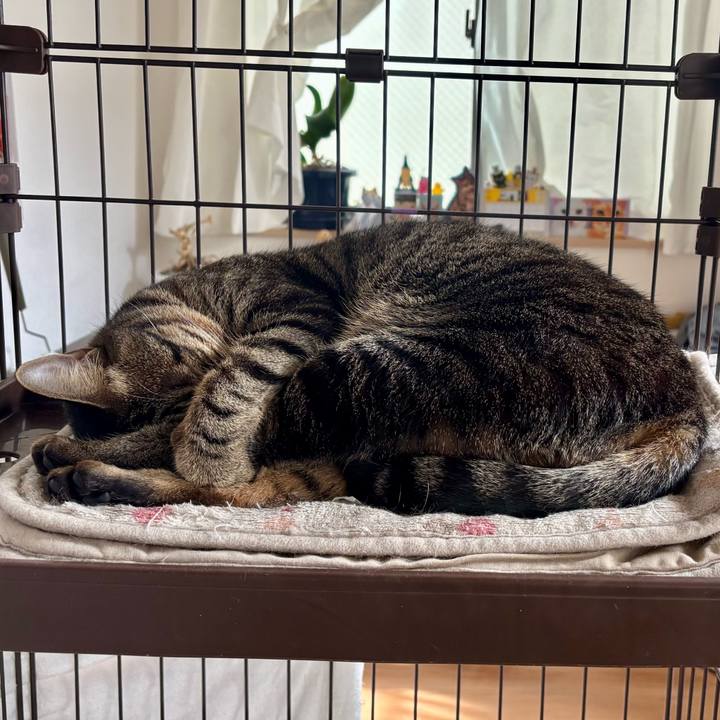 7c2f67f4 2248 415b badb 0785c94f5a98 1762309737648