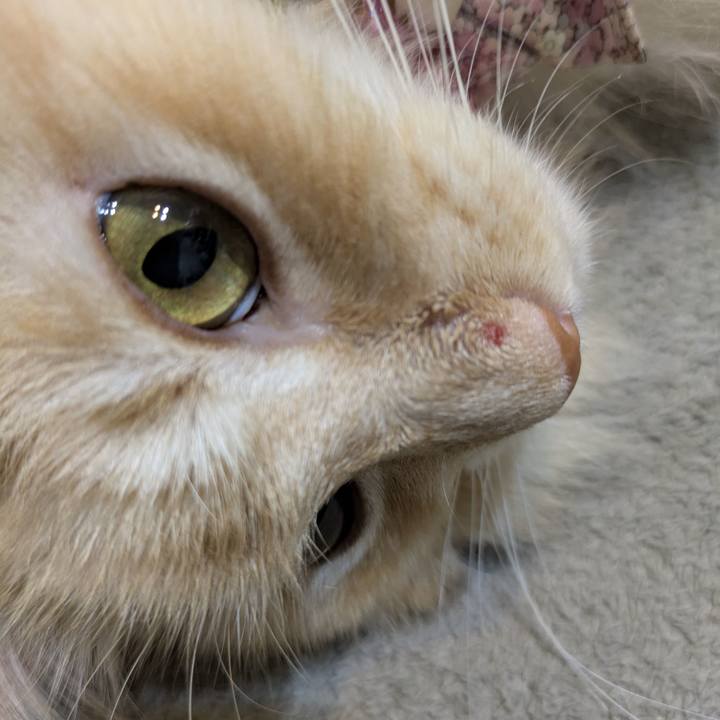 7c326f3f cea2 442c ae00 828917b6b9a3 1759797234401