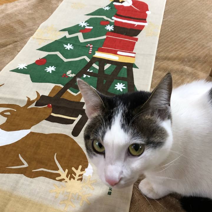 7c32e877 a4af 435e a205 288a0d1d039b 1608805945506