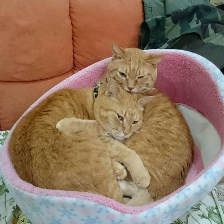 7c354f99 c9e2 48a8 9232 2da060858fb9 1542354972182