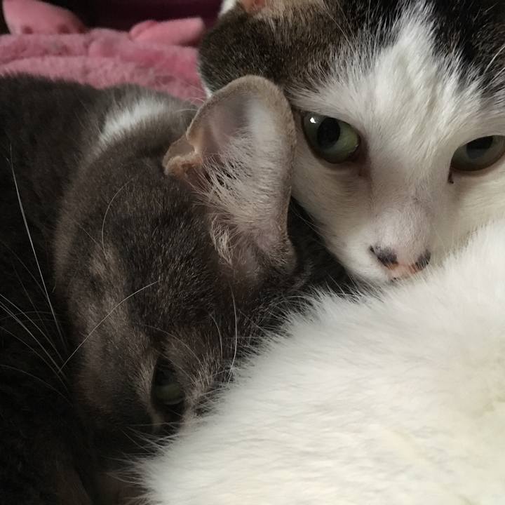 7c35701c b5f8 4e5d a4bc c9717f945582 1526031674511