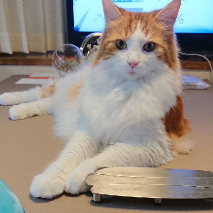 7c391747 b0b0 4522 b645 5a30fe6e337f 1532254875830