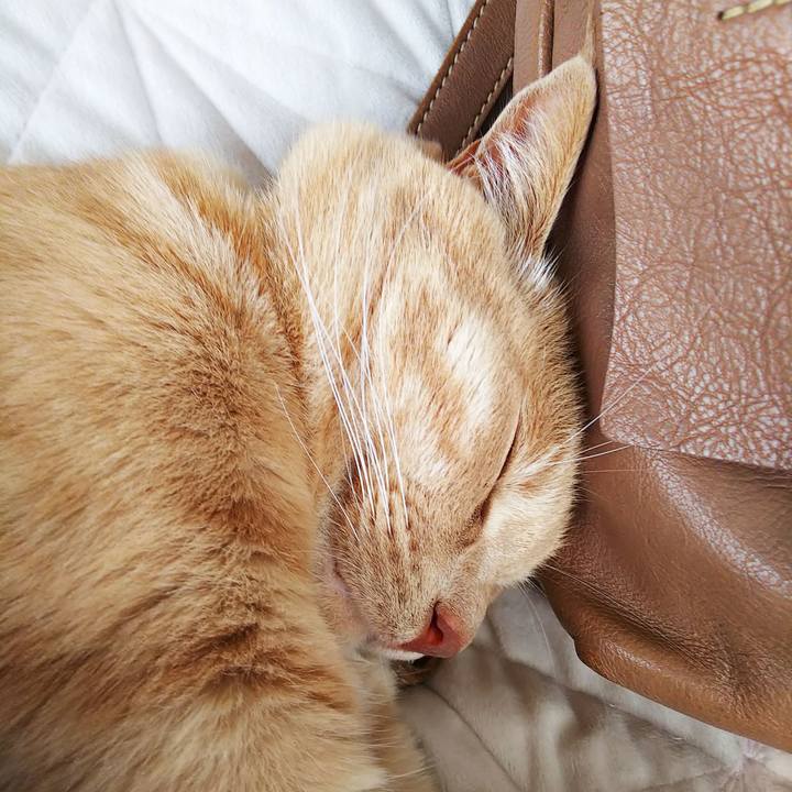 7c3af7fc e7b6 42aa 8c0a a9e6feae0024 1596149109520