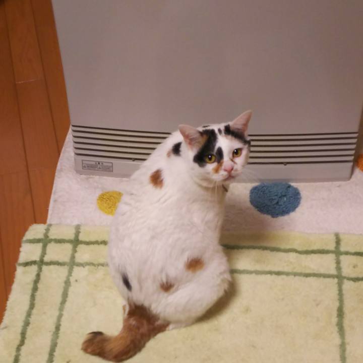 7c3b8153 59d2 4940 853a 489ad9ec18b0 1513423898765