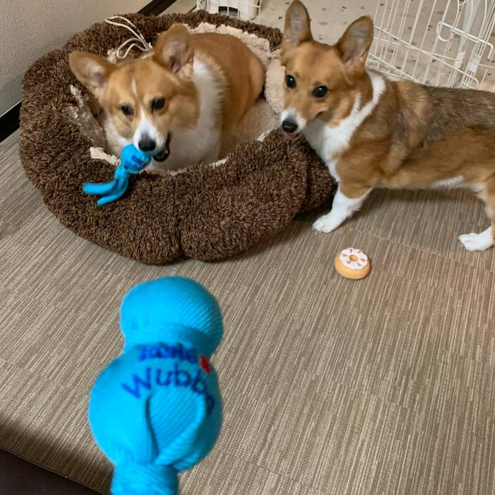 7c480996 9e50 481a b30e 829399eab58d 1596340923082