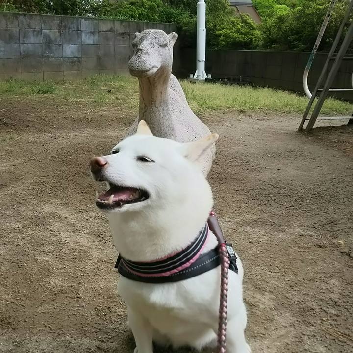 7c490daf 9552 4f6c a9bd 2c2009b357b4 1525661677576