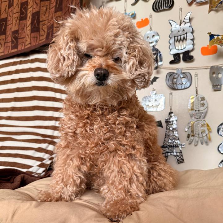 7c4b0308 e239 41bf b03c d5f7e69d4157 1763343518512