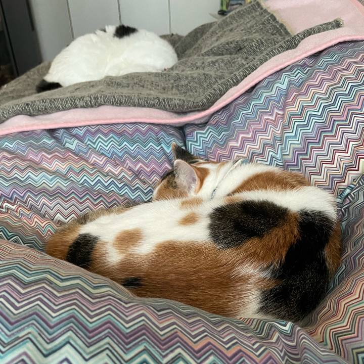 7c4c0a5e b70e 4407 8d2f 7b8cc814ba2d 1700437013980