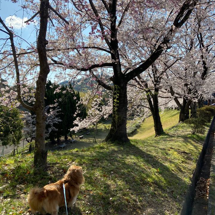 7c4eaff7 8641 47d7 99df f650ae05141e 1586132611656