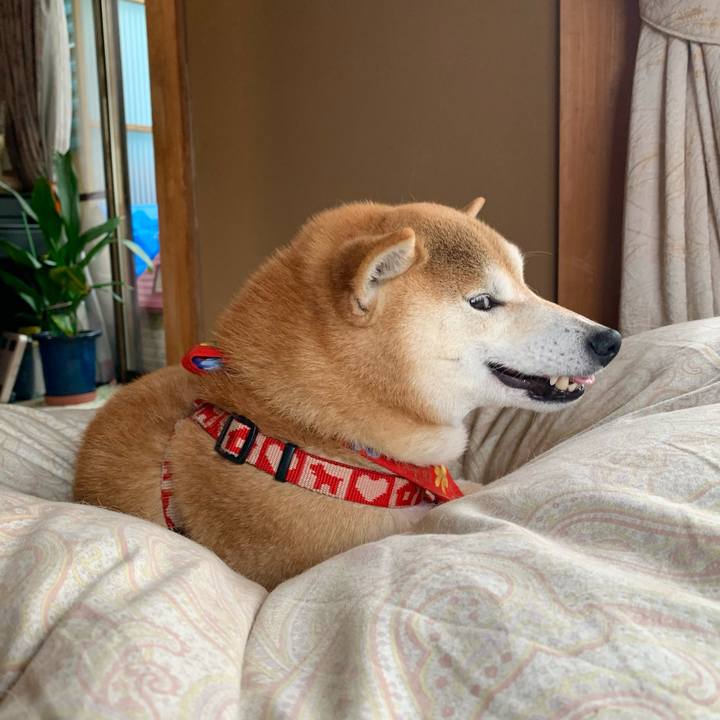 7c4fde22 d098 45de b2e7 24ed897ae35f 1619682671698