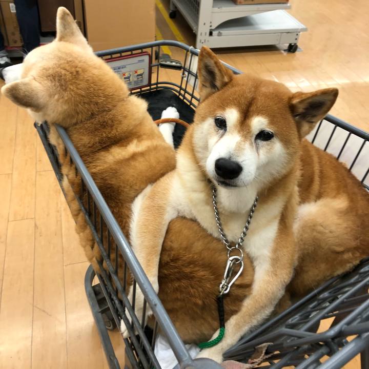 7c506258 b3ef 43c8 941e 043243907025 1540337521113