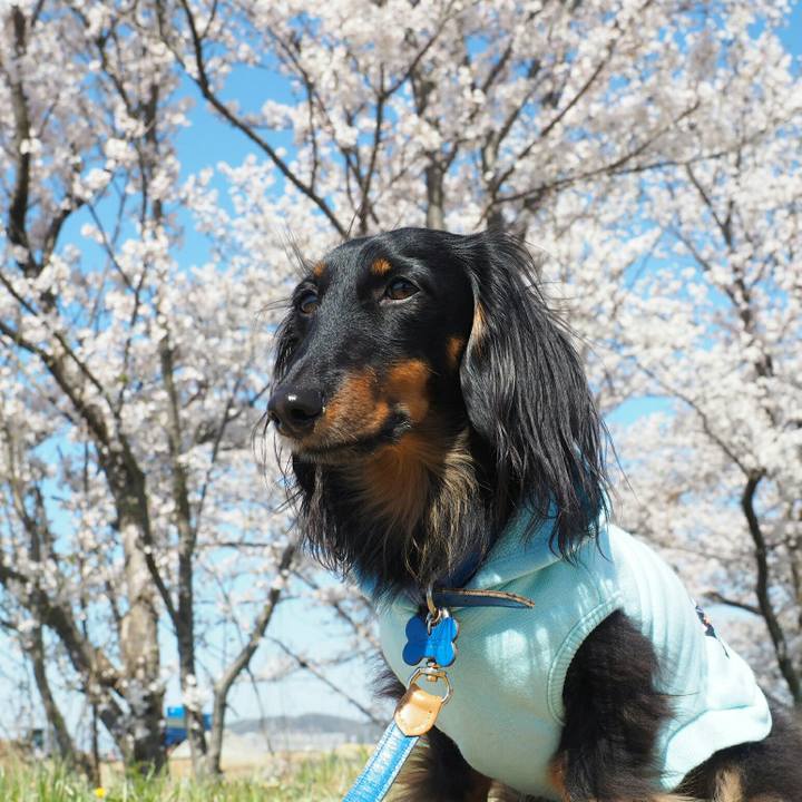 7c512906 0aa8 49d8 8cdf 7bd178c8973b 1522381740138