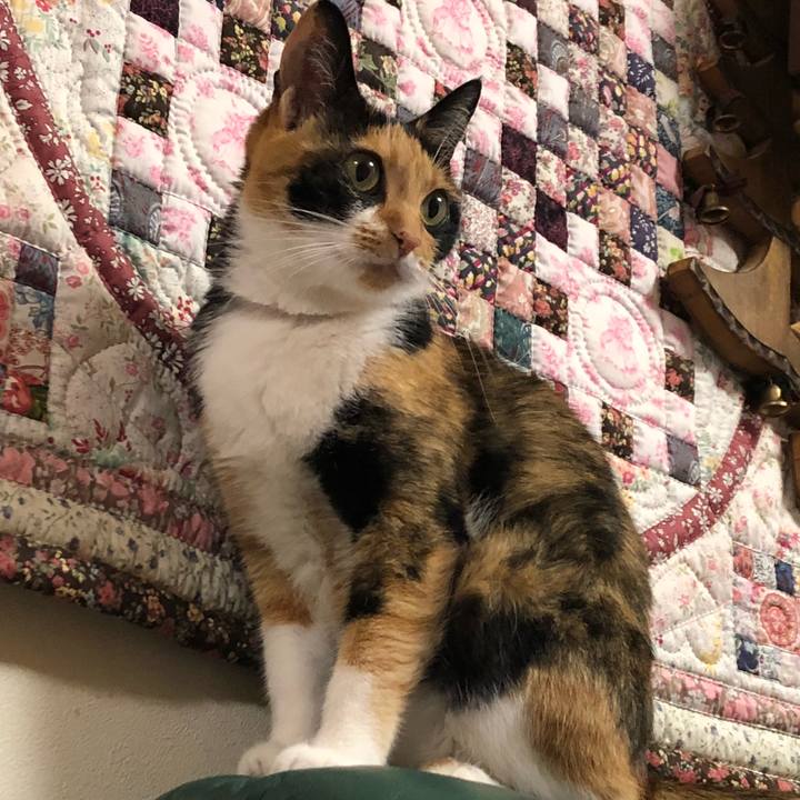 7c52470a 7f4c 43c5 aadc f420846ec42d 1534938818854