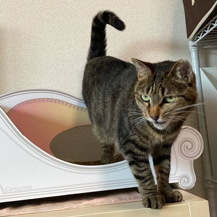 7c52a4d3 f78c 4f59 b15a 67001dd33cd8 1618571456571