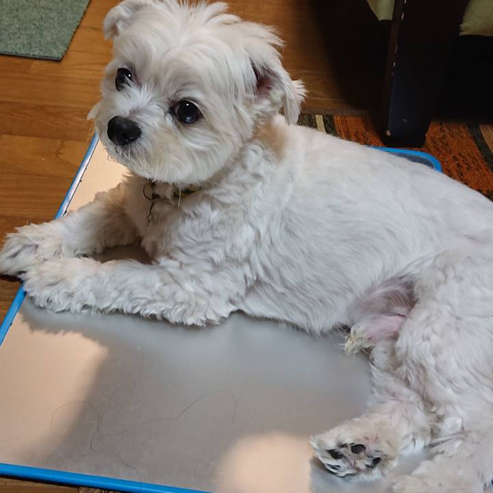 7c54cf40 e94f 478c ac37 a80336044930 1590658862685