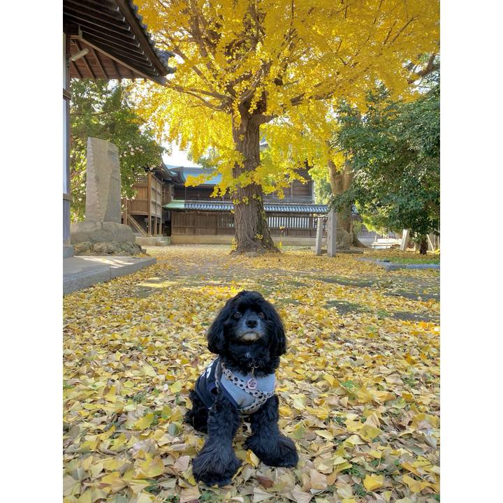 7c55df88 ea5e 4fe9 958f 1e7c28e54eae 1702264048865