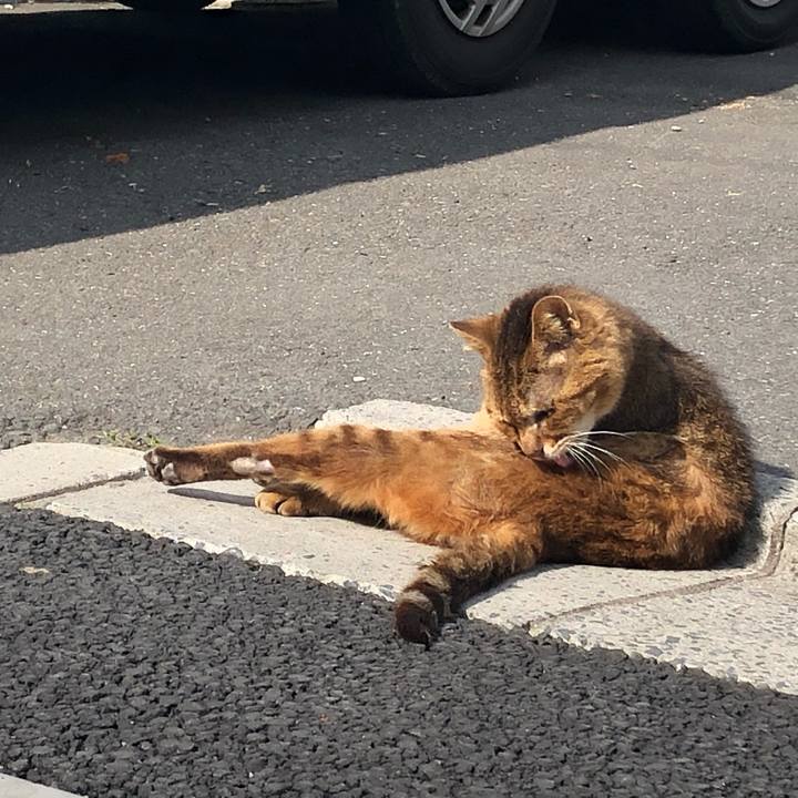 7c56b51d 87e9 4d22 8944 d80785dcbc7a 1620574443859