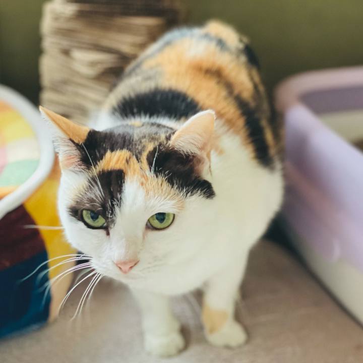 7c56cef2 75e9 431b a7b2 ff2b9be24e6f 1603850659533