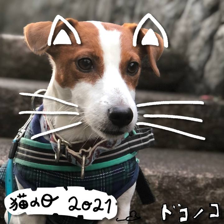 7c5a5d46 750e 46f1 875f 6303ed01fa53 1613981796372