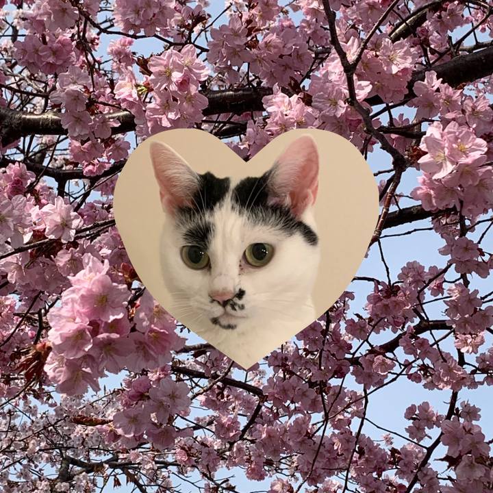 7c5dfeaf db55 415c a3ea 408ab5b8bc5c 1682636345838