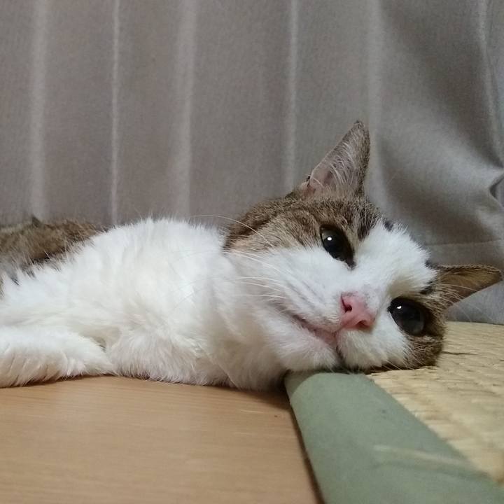 7c63ec03 08f6 4c5e a6d5 cacbc8970572 1565953992489