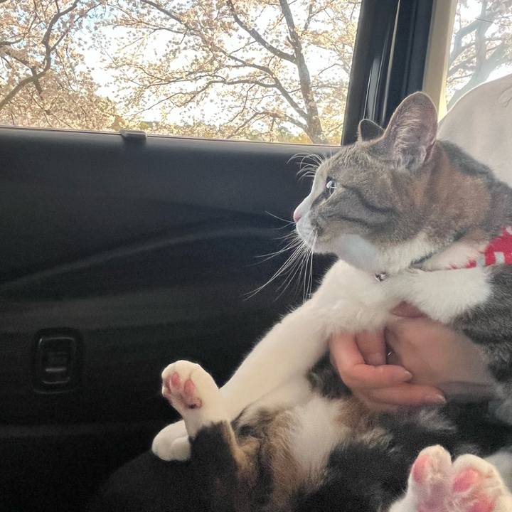 7c647d35 2843 4ff9 8fc0 80ea3cc140bd 1775466360524