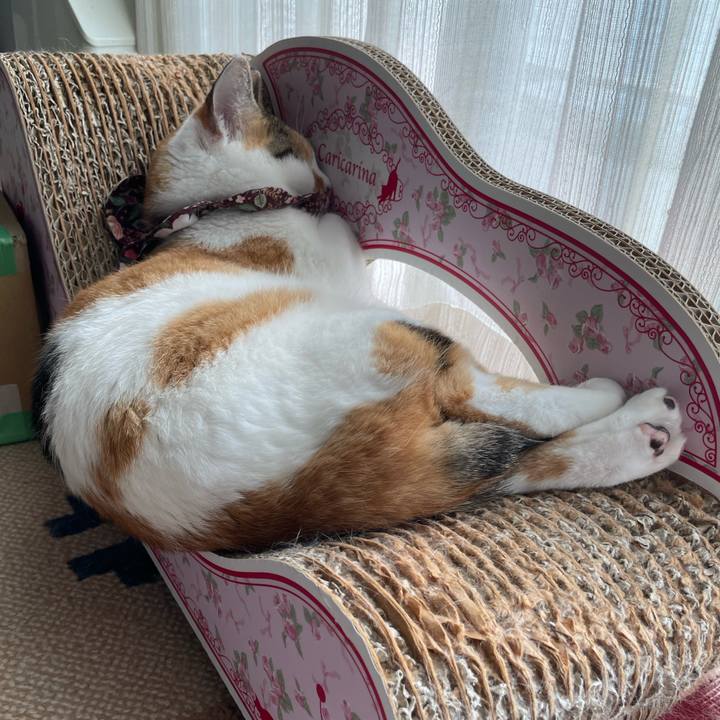 7c64e8f3 f463 433f b0c4 671fc7ae5dd4 1756033935170