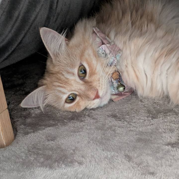 7c64e9c9 281d 41c0 adb3 1290e0bc45d1 1731223725867