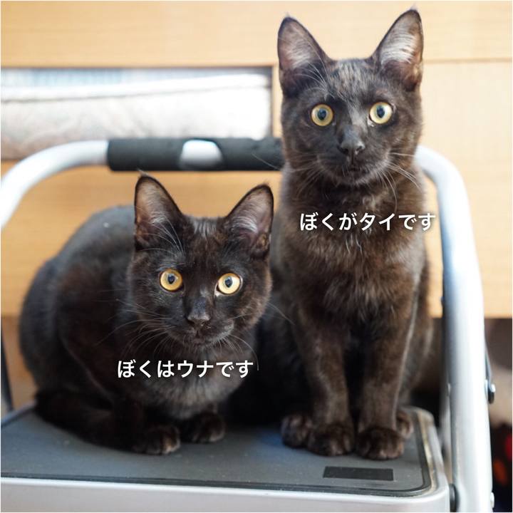 7c660eab 6ef8 47d2 9e44 a1c34b5fc504 1511354836100