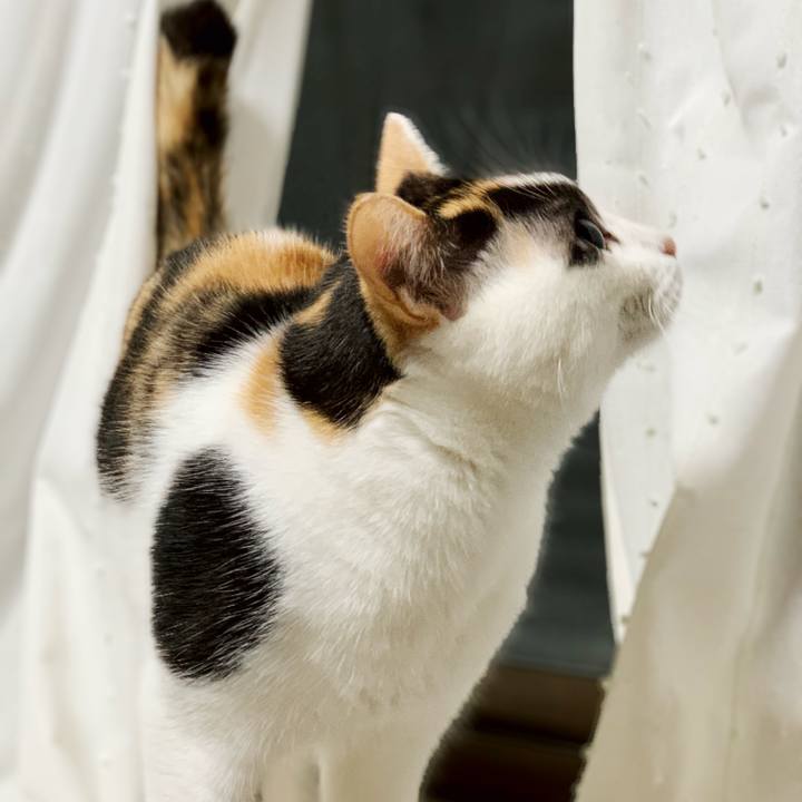 7c68a3c0 0964 4134 ad6d 18c5ba63229f 1542161031210