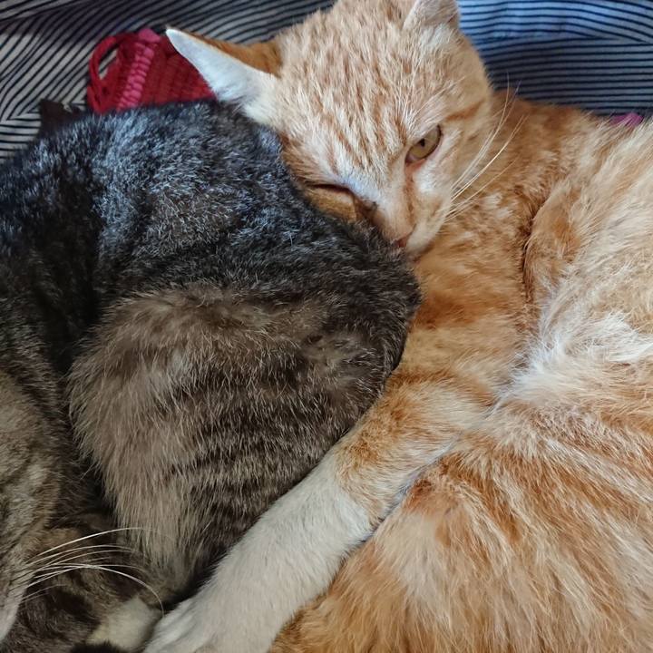 7c7ca74c ad38 4324 af8f 55c15c5a35da 1558248102111