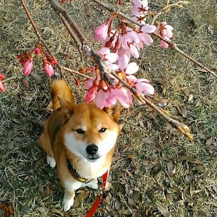 7c7d1c6c 4f4f 4754 bae3 f726ea0ceb5c 1553728882179