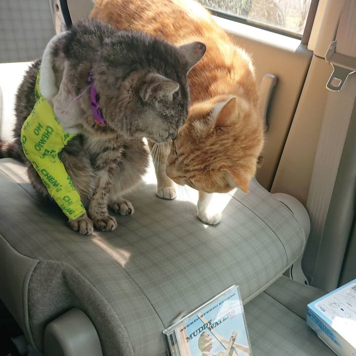 7c80014b c747 4625 84cb 434f6ab8a0b8 1586399678051