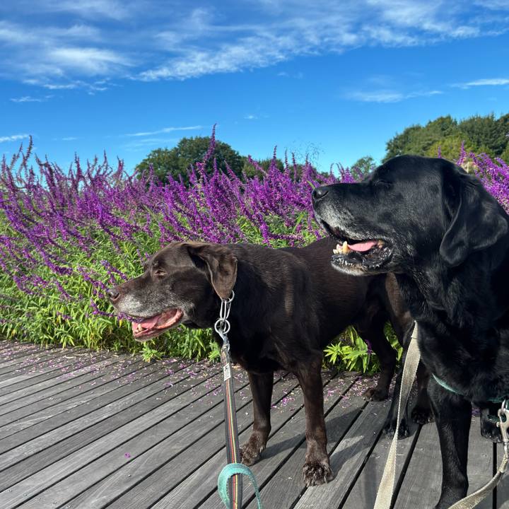 7c808450 3684 4bcc a939 38dd7be1560a 1760358814580