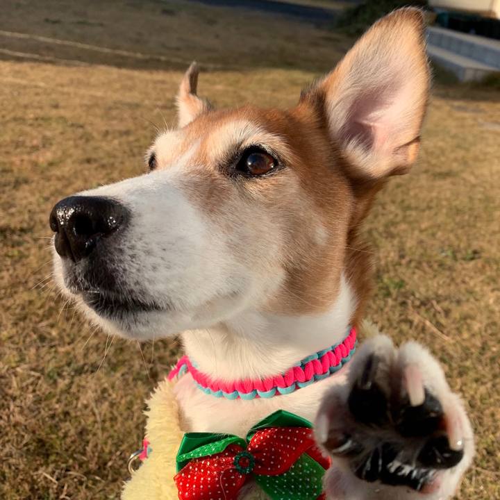 7c8381a0 799a 45ee a8ee a643c450e004 1544965966155