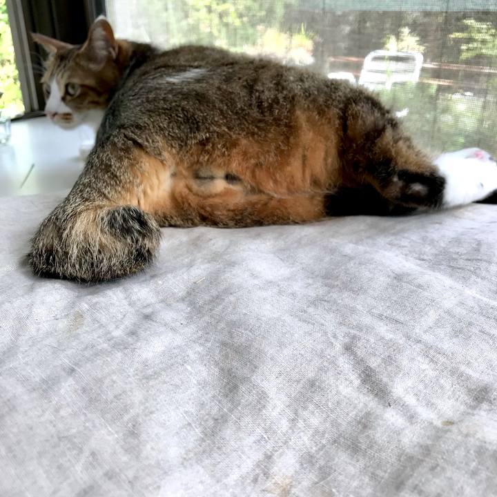 7c840c05 0905 4602 a823 5bd35948d65a 1556878596327