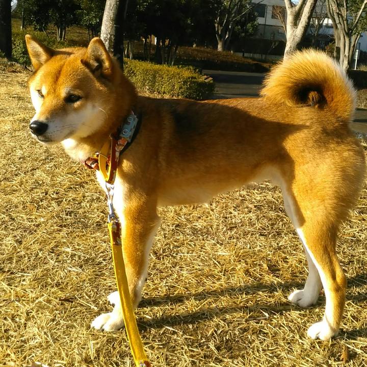 7c8451f8 154b 4b3d 94fb 5af15a6c496c 1516236429263