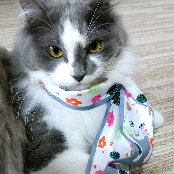 7c8593a4 c470 45c4 89d3 bfdca7c07526 1589095453393