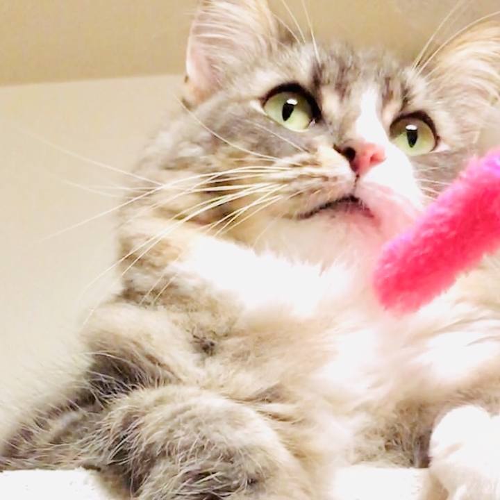 7c86f277 95f8 4899 b7bf 145127536766 1545673463051