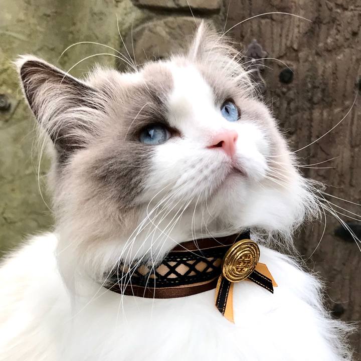 7c888066 abbd 4eb2 b560 014331999208 1597129783747