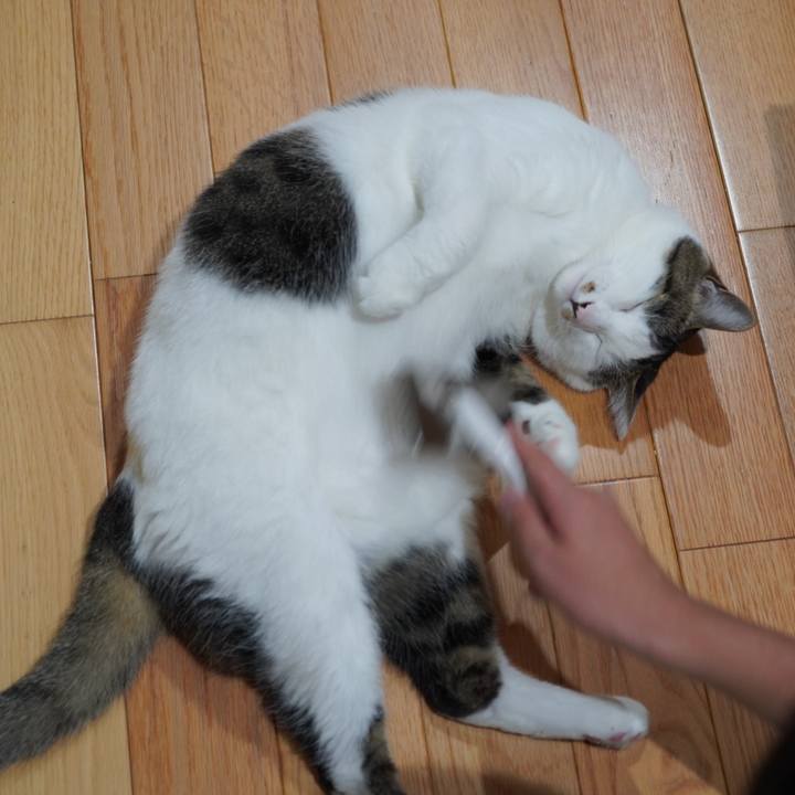 7c891dae b2c3 44a4 b190 464938994397 1625061611149