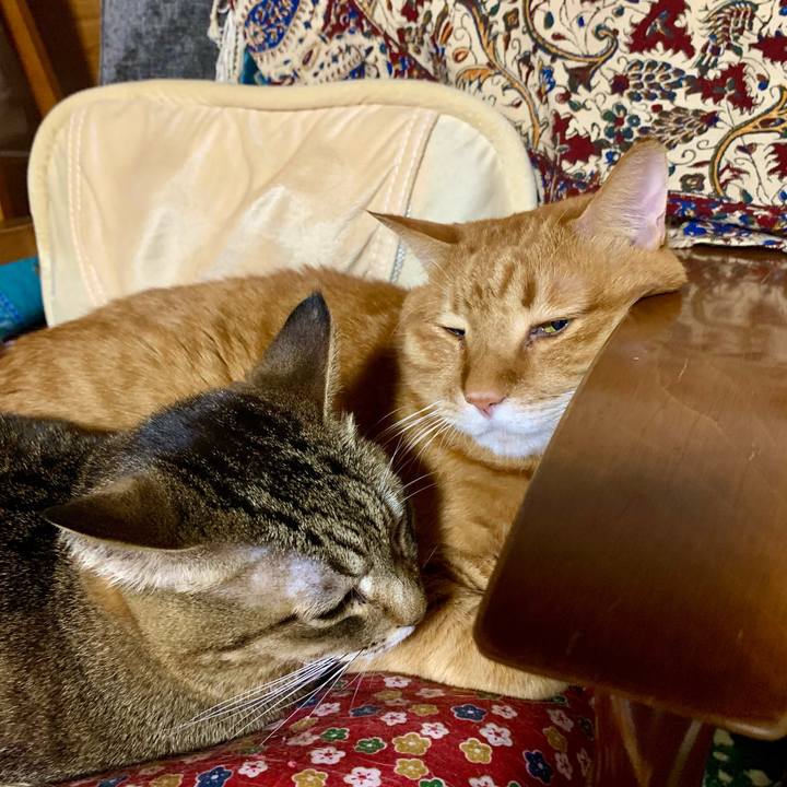 7c8a1393 8a1f 439a b519 ea3baf4ea26a 1608202990125