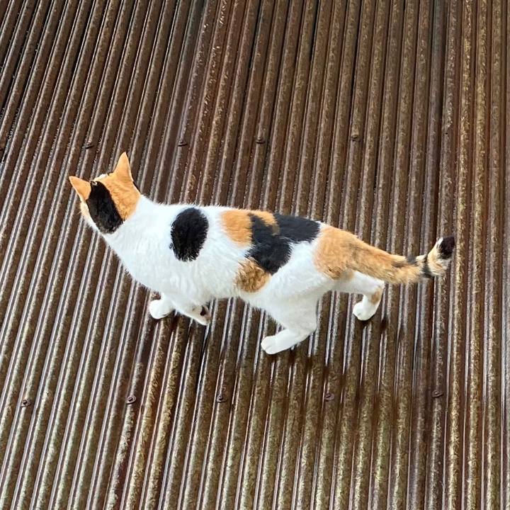 7c8d4ddf b74a 4705 9e71 2ee04f7d4bf6 1595738667432