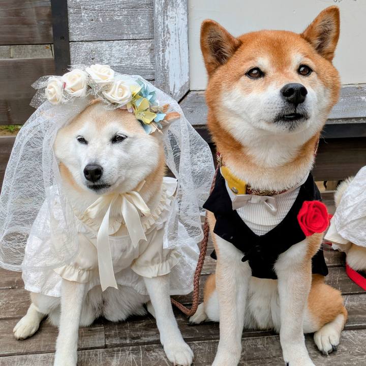 7c8eda26 8b82 4b9d 9b44 148480baad4f 1748491821425