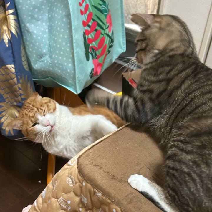 7c8fe128 6ead 4744 830c 1749cecf83cf 1772257871692