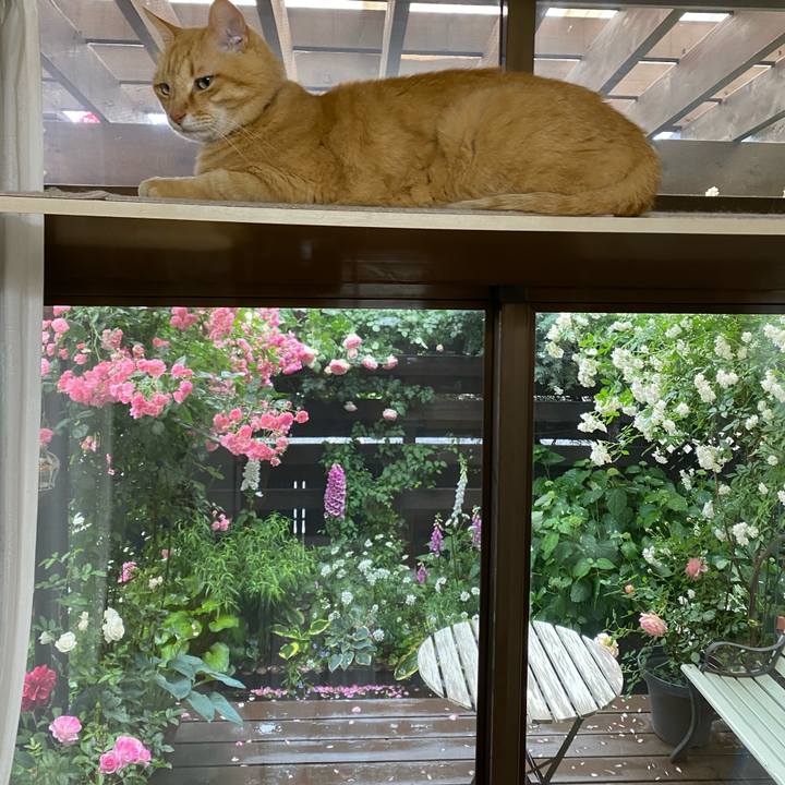 7c90599e 7ead 4bc1 aa05 2e9d0d1c415c 1622787700074