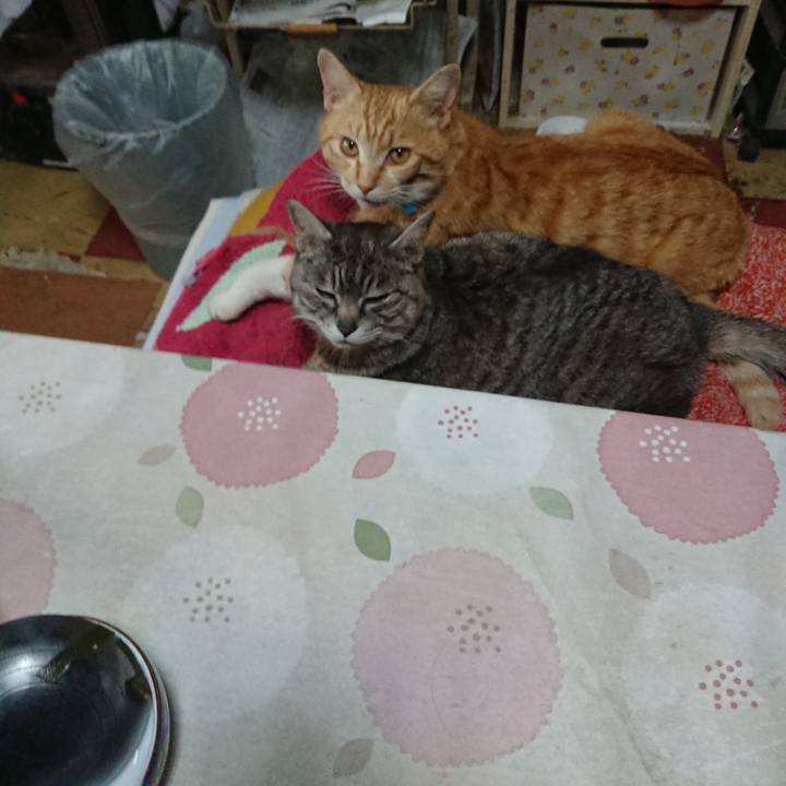 7c93503a c446 486b 958f aed6614a974c 1557277924703