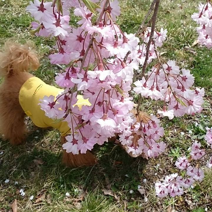 7c94a3e7 8732 4b2a bd3e dfbc1898e632 1523655180901