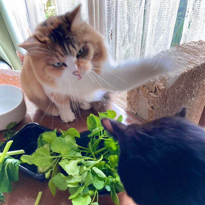 7c94db0f 882a 454d 870c 3f99e1c635b6 1666680384573