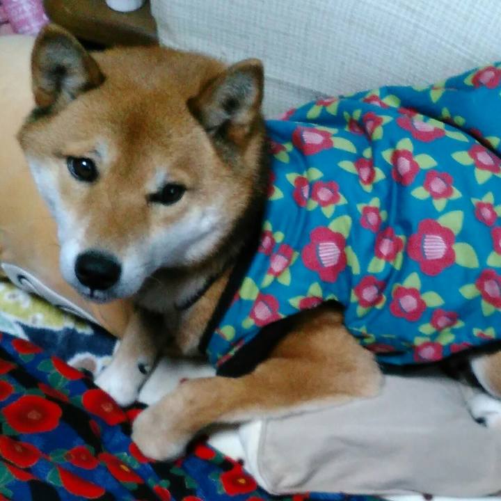 7c95e52a 5bcf 474b 9f4f 57f2e4a20d48 1515411582006